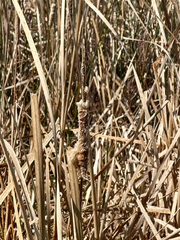 Typha orientalis, photograph (c) Tom Beard, some rights reserved (CC BY)
