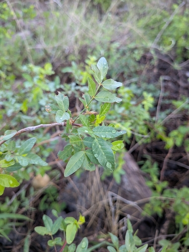 Bursera fagaroides, photograph 2