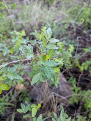(c) Abraham Sánchez Romero, some rights reserved (CC BY) Bursera fagaroides, photograph (c) Abraham Sánchez Romero, some rights reserved (CC BY)