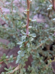 Jatropha cuneata, photograph (c) Abraham Sánchez Romero, some rights reserved (CC BY)