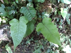 Stegnogramma wilfordii