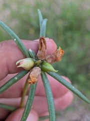 Portulaca suffrutescens, photograph (c) Abraham Sánchez Romero, some rights reserved (CC BY)