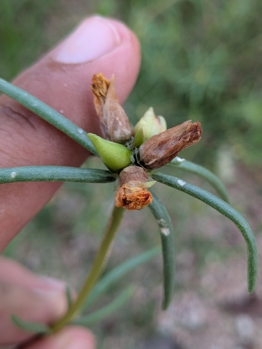 Portulaca suffrutescens, photograph 4