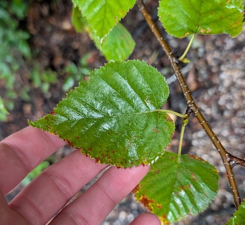 Betula cordifolia