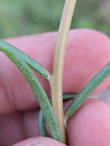 Portulaca suffrutescens, photograph 5
