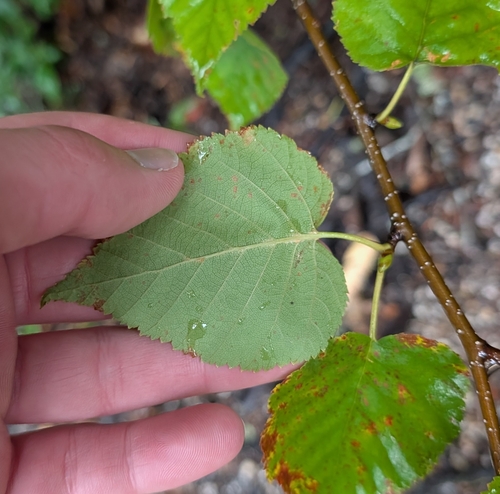 Betula cordifolia, photograph 1