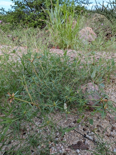Portulaca suffrutescens, photograph 6