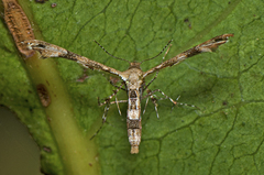 Nippoptilia cinctipedalis