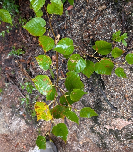 Betula cordifolia, photograph 2