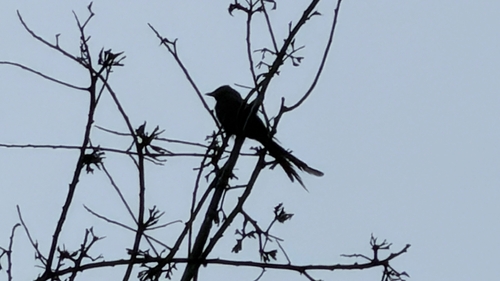 Black Drongo