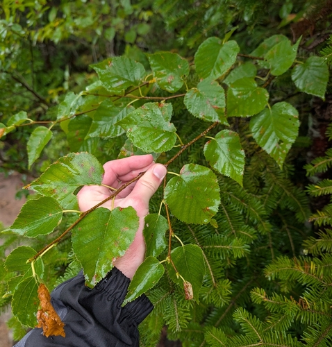 Betula cordifolia, photograph 3