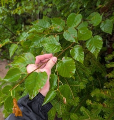 (c) Tyler Ekholm, some rights reserved (CC BY) Betula cordifolia, photograph (c) Tyler Ekholm, some rights reserved (CC BY)