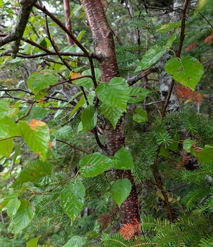 Betula cordifolia, photograph 4