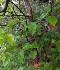 (c) Tyler Ekholm, some rights reserved (CC BY) Betula cordifolia, photograph (c) Tyler Ekholm, some rights reserved (CC BY)