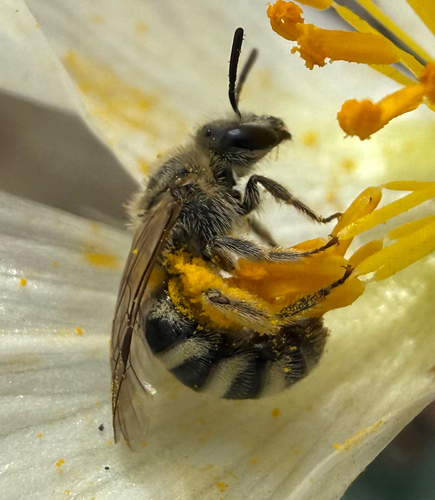 Tansy Mustard Sweat Bee