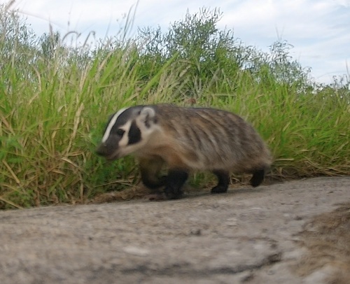 American Badger