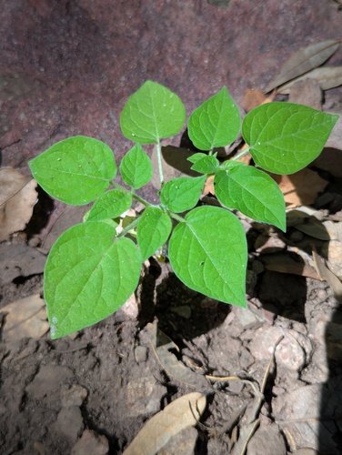 Physalis pubescens, photograph 3