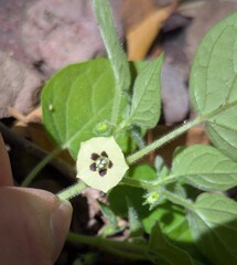 Physalis pubescens