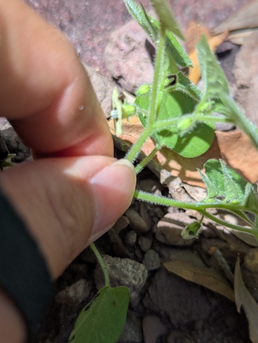 Physalis pubescens, photograph 2