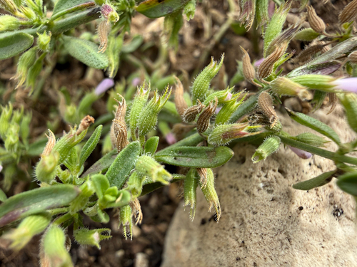 Drummond's false pennyroyal
