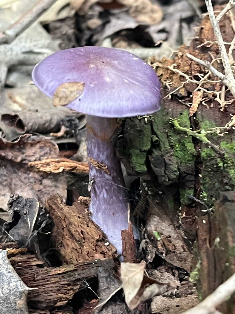 Viscid Violet Cort · September 2026 · photo: Photo: no rights reserved · iNaturalist