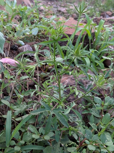 Hibiscus biseptus, photograph 4