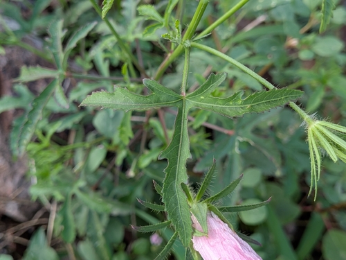Hibiscus biseptus, photograph 5