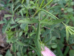 Hibiscus biseptus, photograph (c) Abraham Sánchez Romero, some rights reserved (CC BY)