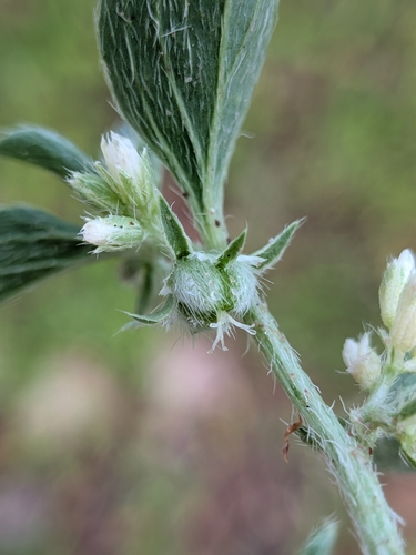 Argythamnia serrata