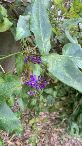 Hardenbergia comptoniana, photograph 6