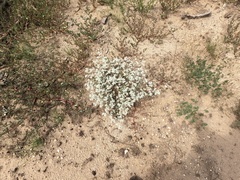 Tidestromia lanuginosa, photograph (c) Bruce Hartman, some rights reserved (CC BY)
