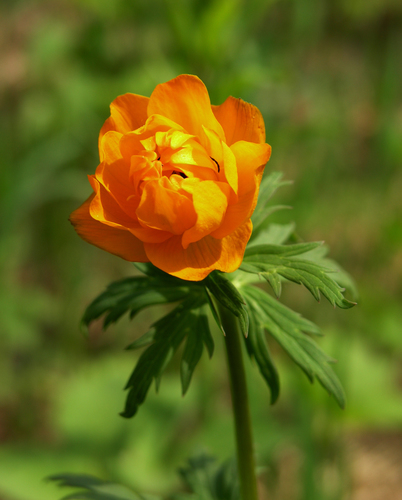 Trollius asiaticus, photograph 6