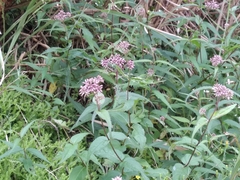 Eupatorium shimadae