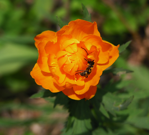 Trollius asiaticus, photograph 5
