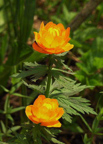 Trollius asiaticus, photograph 4