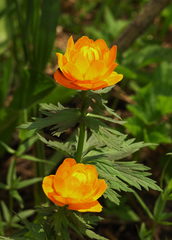 Trollius asiaticus, photograph Oleg Kosterin, CC BY, iNaturalist via GBIF