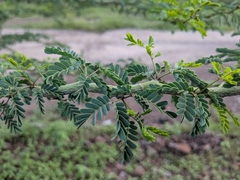 Parkinsonia praecox