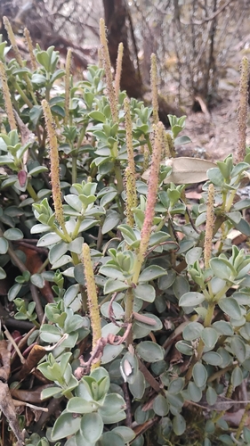 Peperomia hartwegiana