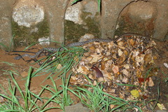 Madagascarophis colubrinus