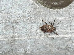 Eocanthecona furcellata