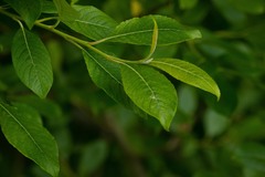 Salix pentandra
