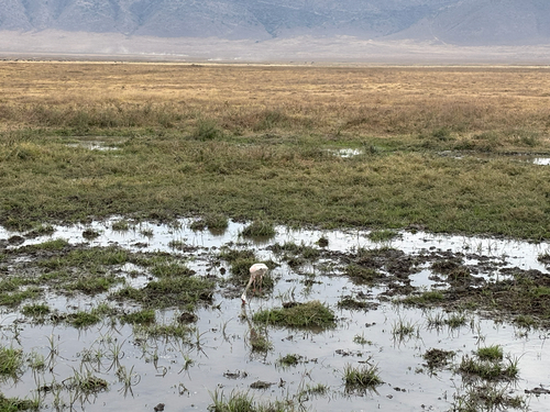 iNaturalist image
