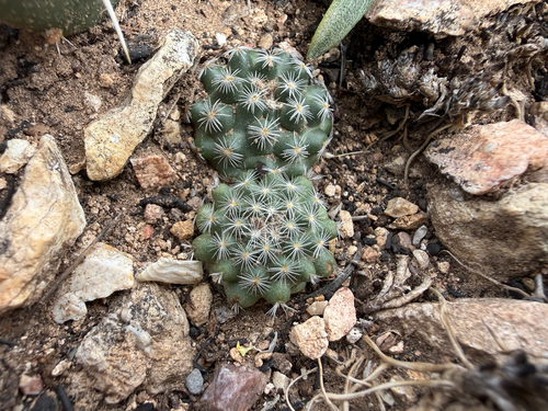 Pediocactus paradinei
