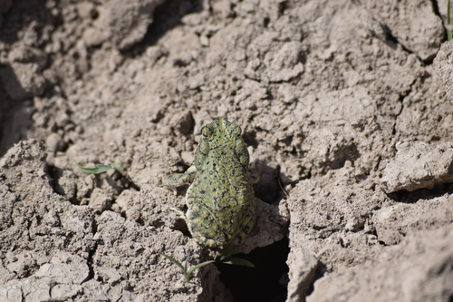Sapo verde