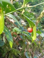 Ruscus colchicus