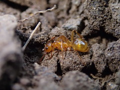 Notoncus spinisquamis