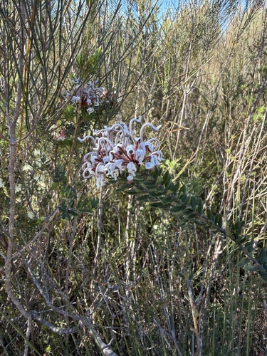 Grevillea buxifolia, photograph 5