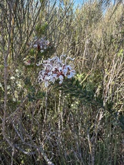 (c) Toby Jin, some rights reserved (CC BY) Grevillea buxifolia, photograph (c) Toby Jin, some rights reserved (CC BY)