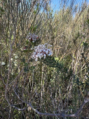 Grevillea buxifolia, photograph 4