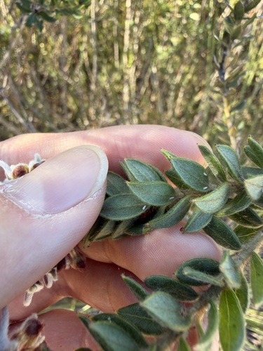 Grevillea buxifolia, photograph 6